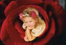red rose