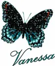 Vanessa butterfly