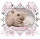 KITTEN LAYING ON PILLOW