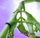 peace