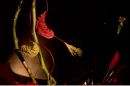 Poinsettia