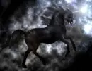 Black unicorn
