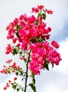 sky and flower