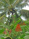 flower and cocnuttree