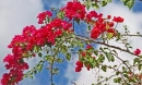 Cloud and flowers