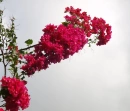 flower and sky