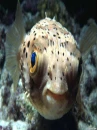 fishy