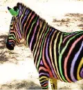 colorful
