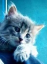 kitty
