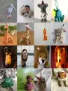 animal toys