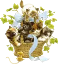 Cats