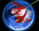 New Moon Background