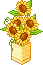 sun flowers