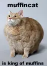 Muffincat