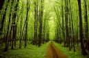wooded path