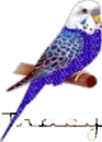 tracy bird
