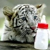 White_Tiger