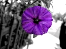 Purple Flower