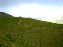 Grazing on the Hill