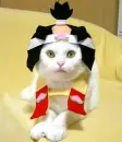 cat fashion