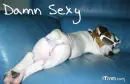 sexy dog