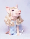 Funny Pig