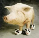 Funny Pig