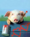 Pig with love
