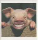 Funny Pig