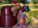Funny Pig
