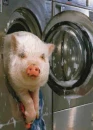 Washing pig