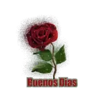 rosa de buenos dias