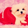 cute puppy