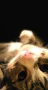Kitty:]