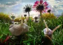 snails 
