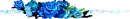 blue rose