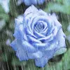 Blue Rose