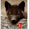 Wolf Pup icon
