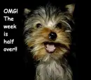 OMG Yorkie