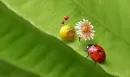 cute ladybird