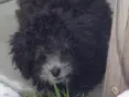 Toy Poodle