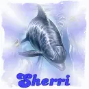 dolphin