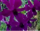 orchid