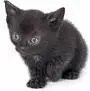 Baby Cat < 3