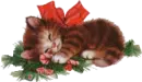 a cat  sleeping