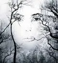 Face in trees
