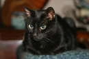 black cat