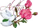 White dove with pink roses - Aletha