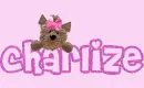 Charlize my yorkie