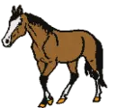 horse